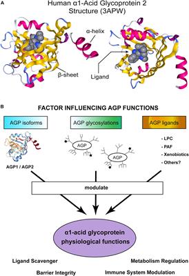 Into the Labyrinth of the Lipocalin α1-Acid Glycoprotein